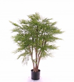 Mimosastruik UVsafe 110cm